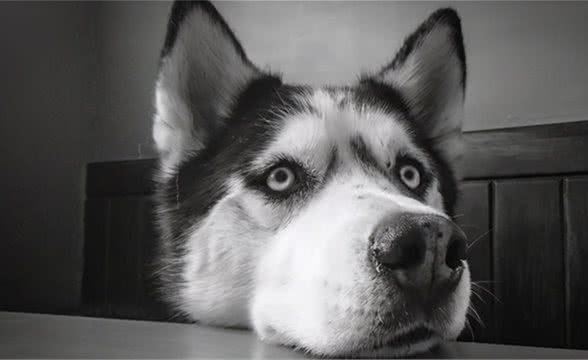 狗分离焦虑症怎么改正？
