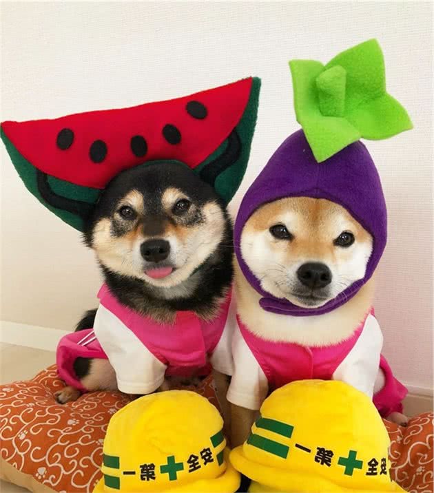 养柴犬前需要准备什么？