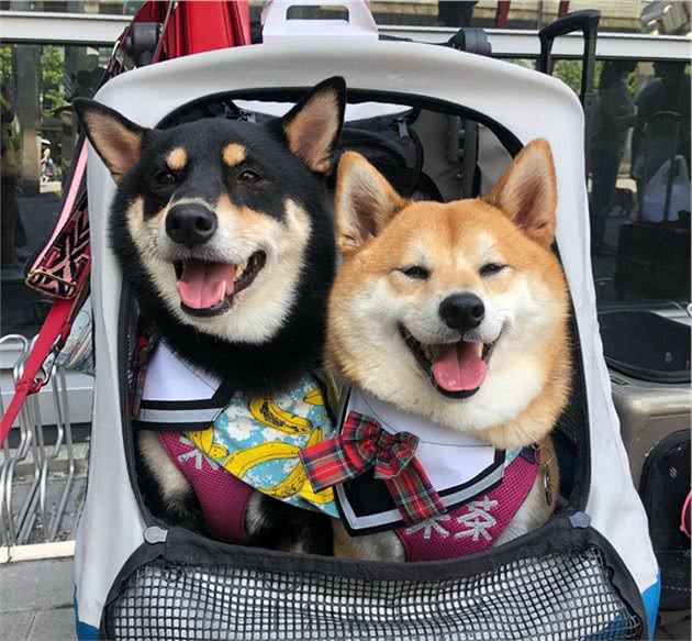 养柴犬前需要准备什么？
