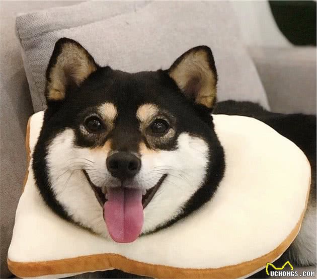 养柴犬前需要准备什么？