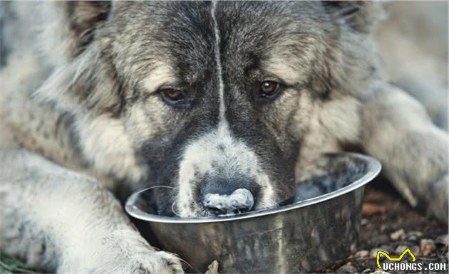 有着“战斗民族”之称的高加索犬，连藏獒都甘拜下风