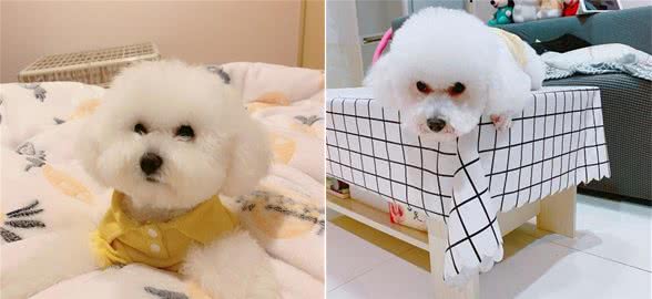 狗狗敏感胆小,学会这4个小方法,轻松帮助狗狗克服