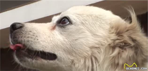 狗狗总爱“偷”鞋子，邻居家也丢了鞋，主人阻止它的办法真是有趣