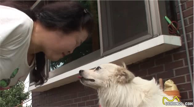 狗狗总爱“偷”鞋子，邻居家也丢了鞋，主人阻止它的办法真是有趣