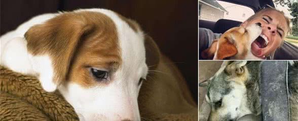 狗狗失落的几个表现，铲屎官真的懂它们吗？