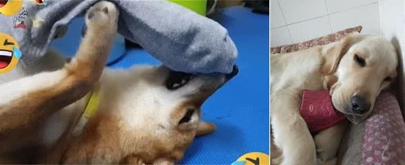 狗狗咬着主人的臭袜子竟然睡着了！狗子的喜好真难懂
