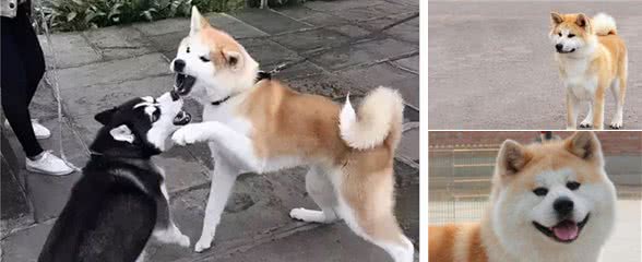 秋田犬那么可爱，为什么那么少人愿意养