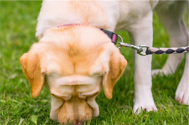 拉布拉多犬有这些怪癖，并不是因为贪玩，其实是缺元素了