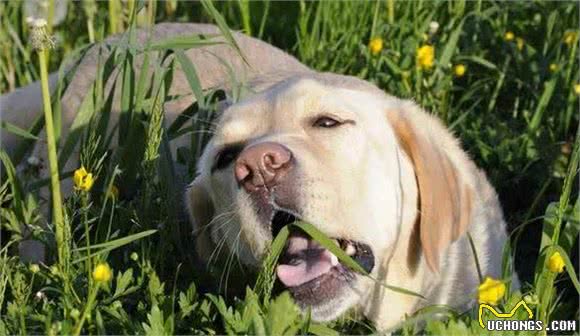 拉布拉多犬有这些怪癖，并不是因为贪玩，其实是缺元素了