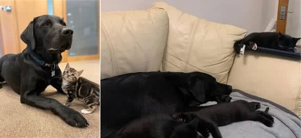 小奶猫被救助回家后，拉布拉多狗妈妈把它们带大，照顾得无微不至