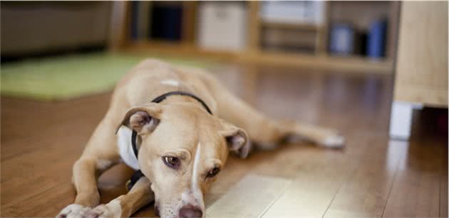 狗狗难过的情绪并不细腻,跟人不一样,但却能安慰悲伤的主人