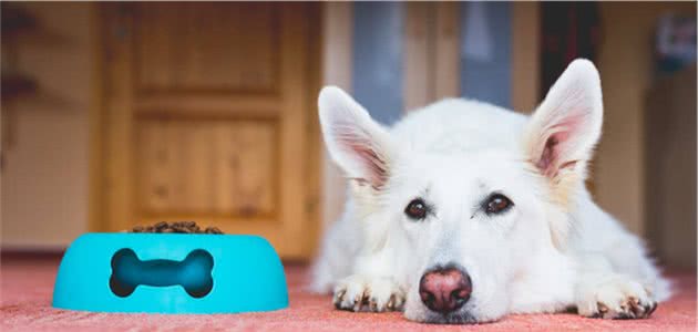 狗狗难过的情绪并不细腻,跟人不一样,但却能安慰悲伤的主人