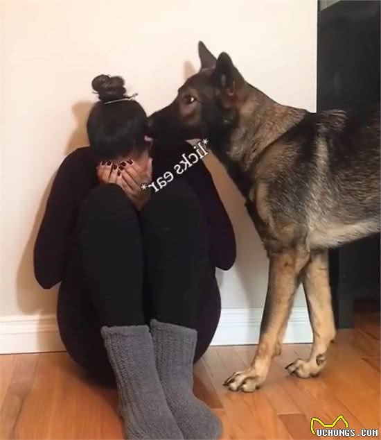 狗狗难过的情绪并不细腻,跟人不一样,但却能安慰悲伤的主人