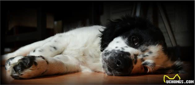 狗狗难过的情绪并不细腻,跟人不一样,但却能安慰悲伤的主人