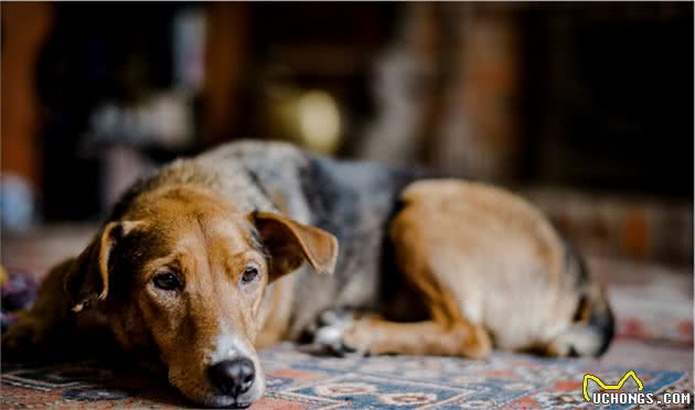 狗狗难过的情绪并不细腻,跟人不一样,但却能安慰悲伤的主人