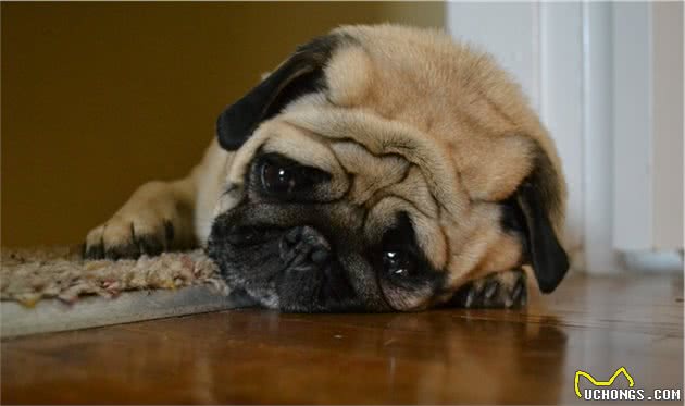 狗狗难过的情绪并不细腻,跟人不一样,但却能安慰悲伤的主人