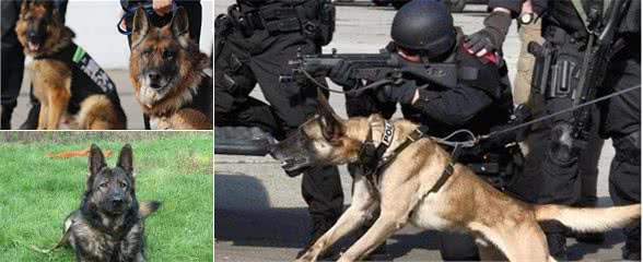 最优秀的5种警犬,对主人忠诚、不怕死