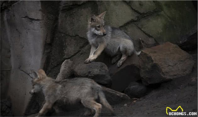 野狼深夜“祸害”母狗，事后还被“拐走”,生下“狼崽”战斗力强