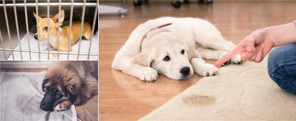 狗狗定点大小便总失败?究竟哪里出了问题?训犬师给这7个建议