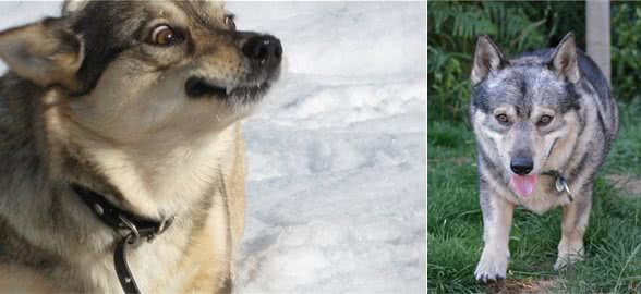 柯基狼犬，长着狼的样子却是小短腿，大概是最可爱的狼狗