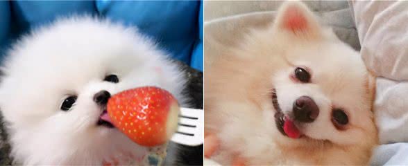 博美犬挑食严重怎么办？解决办法在这里