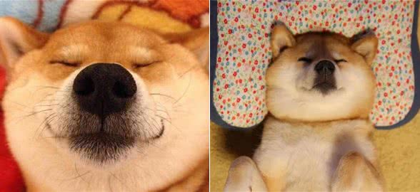 令人费解的“赛级”和“宠物级”柴犬的等级区分！
