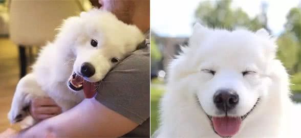 萨摩耶养得好不好？看它有没有这7个“特征”，一目了然