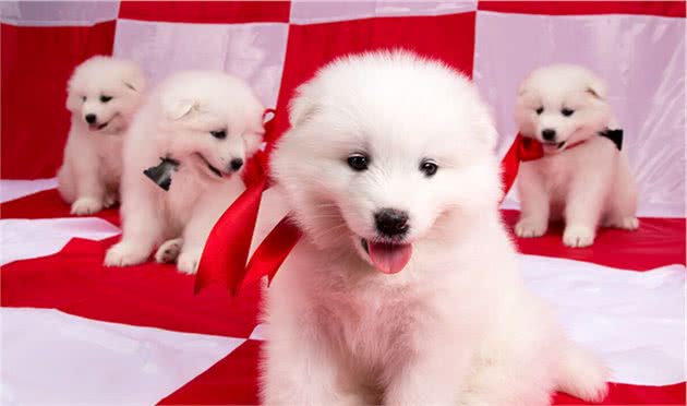 第一次养狗,要怎么照顾刚接回家三个月的幼犬