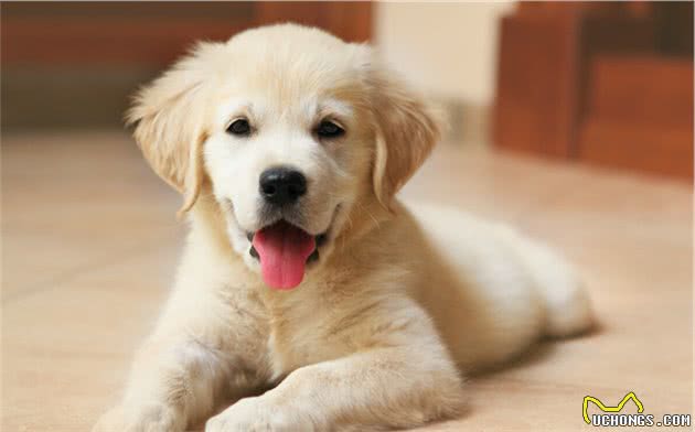 第一次养狗,要怎么照顾刚接回家三个月的幼犬