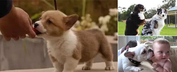 狗狗喜欢舔你这6个地方,说明它是爱上你了,错不了