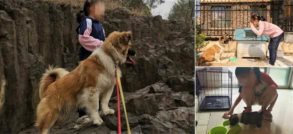 感人，狗狗把自己的食物，喂给流浪猫吃，见猫咪害怕，它躲了起来