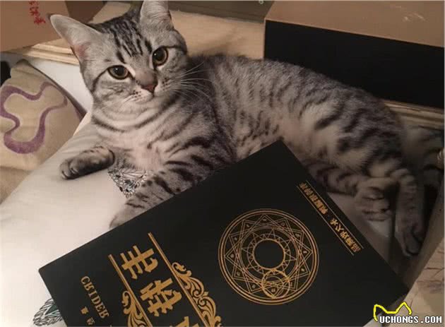 品种溯源识别系列之：美国短毛猫