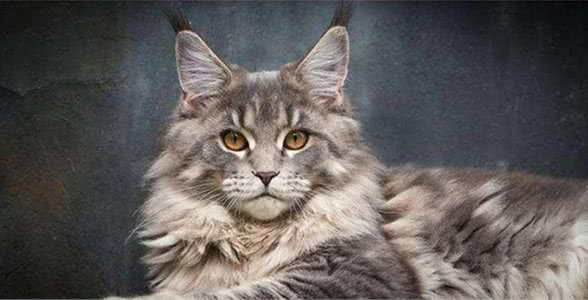 新手养猫|缅因猫基本知识