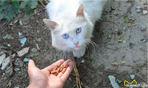 土耳其安哥拉猫吃什么猫粮好呢？