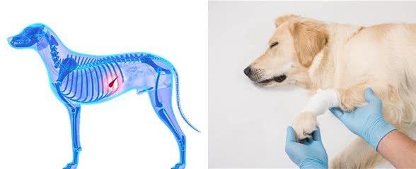 犬胰腺炎的病发原因、症状以及应对措施分析！