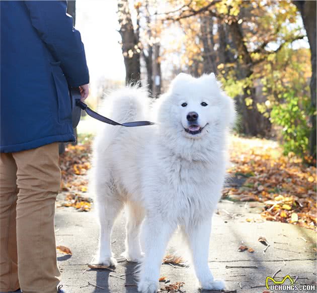 雪橇三傻的毛发这么长，天热时怎么给狗狗降温呢？