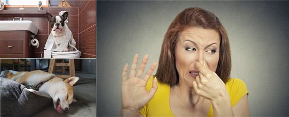 养狗后，家里会有“异味”？是这5个原因，别把矛头指向狗