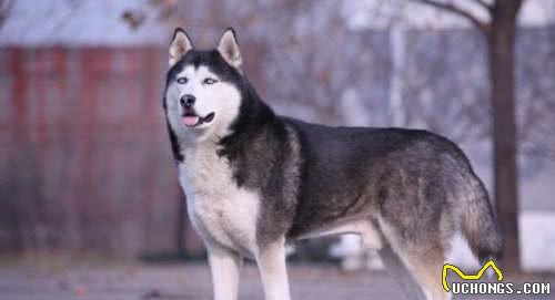 狗百科之西伯利亚雪橇犬