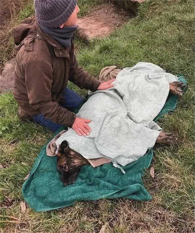 德牧被主人绑上石头沉河，如今不但狗生逆袭，还改变了动保法