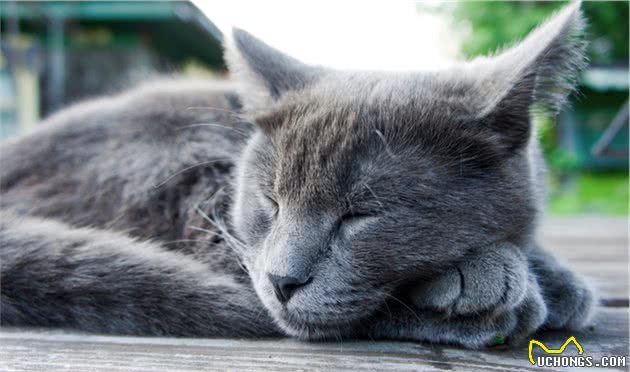 这只的英短好瘦？人家名字叫俄罗斯蓝猫