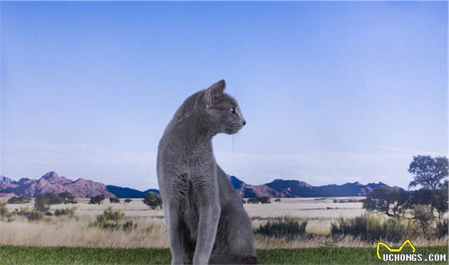 这只的英短好瘦？人家名字叫俄罗斯蓝猫