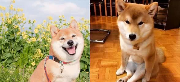 全民炸锅！三种挑选柴犬幼犬的方法