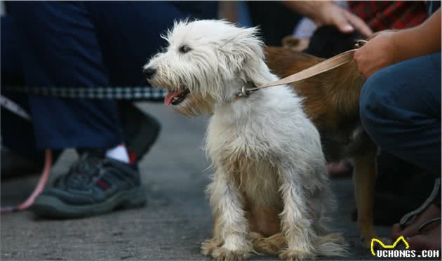 如果你家比熊犬有这5种行为，宠主真该好好奖励它了