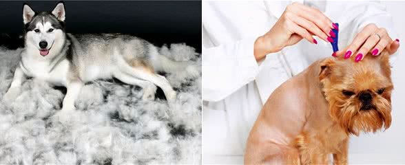 屋子都是“狗毛”怎么办？教你几招，缓解掉毛困扰