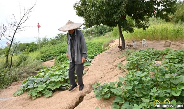 山东82岁老人，独居深山养老，野菜地瓜当主食，养2条小狗作伴