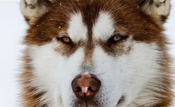 阿拉斯加发现美洲最古老的家犬