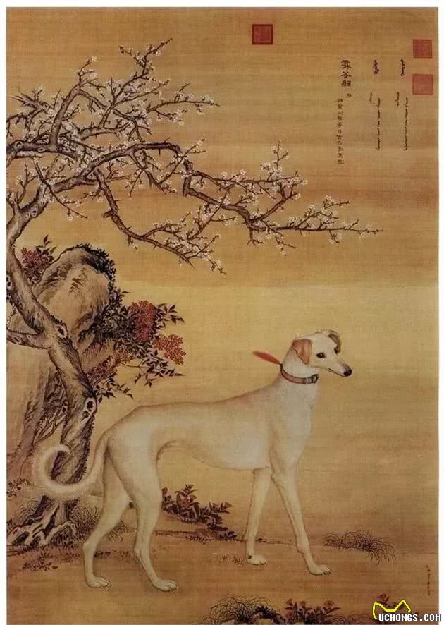 中国名犬-细犬”哮天犬“正在慢慢消失-有多少人在乎？