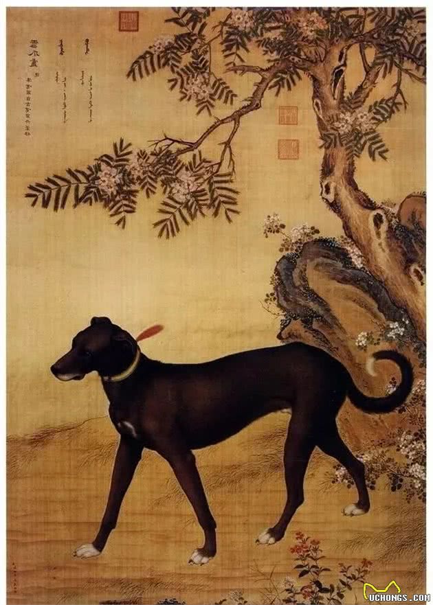 中国名犬-细犬”哮天犬“正在慢慢消失-有多少人在乎？