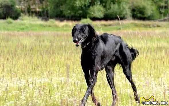 中国名犬-细犬”哮天犬“正在慢慢消失-有多少人在乎？