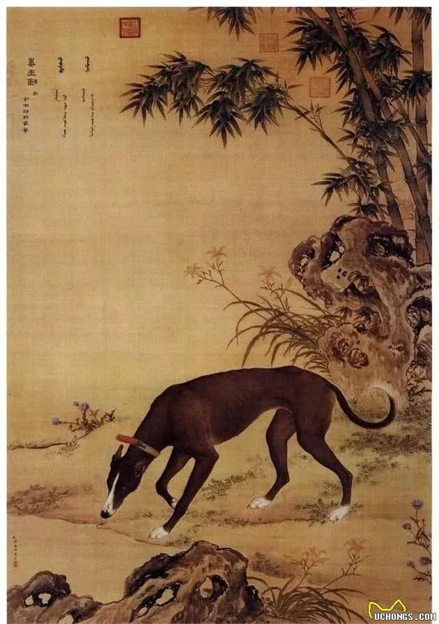 中国名犬-细犬”哮天犬“正在慢慢消失-有多少人在乎？